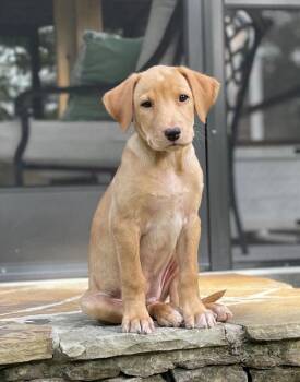 Hunny -  Labrador Retriever and Mixed Breed Dog for Adoption in Chattanooga, Tennessee - Hunny | PetCurious