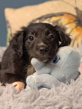 Dawn - Blytheville Litter of 8 -  Australian Shepherd and Labrador Retriever Dog for Adoption in Horn Lake, Mississippi - Dawn - Blytheville Litter Of 8 | PetCurious