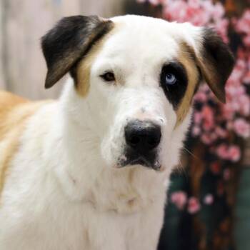 Dixie -  Saint Bernard and Great Pyrenees Dog for Adoption in Casa Grande, Arizona - Dixie | PetCurious