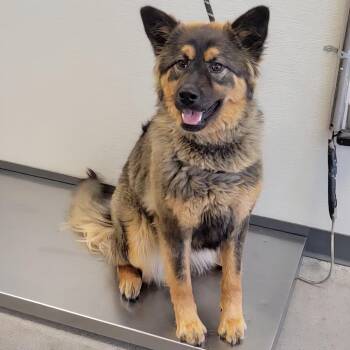 Mixed Breed Dogs Available for Adoption - Alara | PetCurious