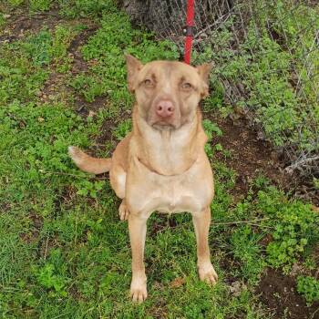 Ellie D46420 -  Cattle Dog and Mixed Breed Dog for Adoption in Corsicana, Texas - Ellie D46420 | PetCurious