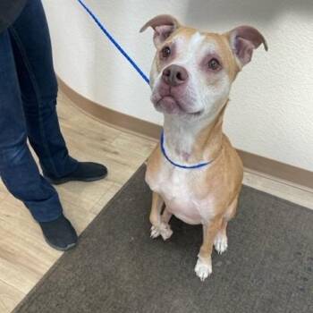 Luna -  Pit Bull Terrier and Mixed Breed Dog for Adoption in Cheyenne, Wyoming - Luna | PetCurious