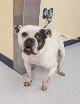 American Bulldog and Mixed Breed Dogs Available for Adoption - Cinderella | PetCurious