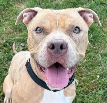 Admiral Angus -  Pit Bull Terrier Dog for Adoption in Euclid, Ohio - Admiral Angus | PetCurious