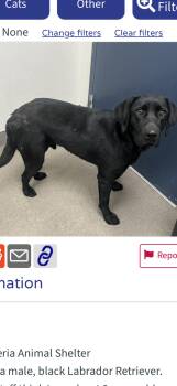 Eddie -  Labrador Retriever Dog for Adoption in San Diego, California - Eddie | PetCurious