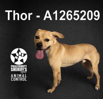 American Bulldog and Mixed Breed Dogs Available for Adoption in Winter Haven, Florida - THOR | PetCurious