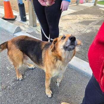 German Shepherd Dog Dogs Available for Adoption - Amelie | PetCurious