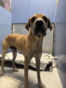 61268526 -  Shar Pei and Shepherd Dog for Adoption in El Paso, Texas - 61268526 | PetCurious