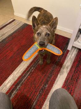 SOKKA #2 -  Cattle Dog Dog for Adoption in Chandler, Arizona - SOKKA #2 | PetCurious