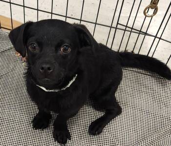 Pug and Dachshund Dogs Available for Adoption in Houston, Texas - Gemma | PetCurious