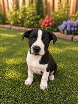 Pit Bull Terrier and Bull Terrier Dogs Available for Adoption in Phoenix, Arizona - Harvey | PetCurious