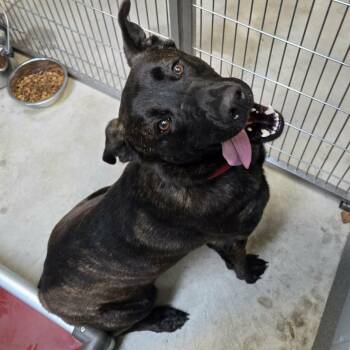 German Shepherd Dog Dogs Available for Adoption - Zeus | PetCurious