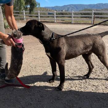 Pit Bull Terrier Dogs Available for Adoption in Las Vegas, Nevada - Jax | PetCurious