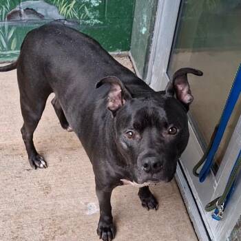 Mixed Breed Dogs Available for Adoption in Fairport, New York - Atticus | PetCurious