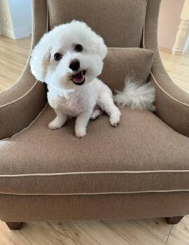 Bichon Frise Dogs Available for Adoption in Sanford, Florida - Dude *BONDED* With Little Buddy | PetCurious