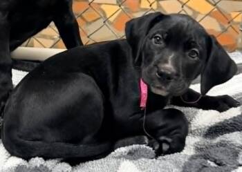 Labrador Retriever Dogs Available for Adoption in Newnan, Georgia - Isabella | PetCurious
