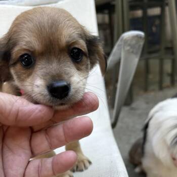 PINK PONY -  Terrier and Mixed Breed Dog for Adoption in Richmond, California - PINK PONY | PetCurious
