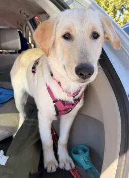 Oso -  Golden Retriever Dog for Adoption in Pleasant Hill, California - Oso | PetCurious