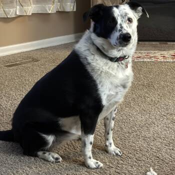 Border Collie and Australian Cattle Dog Blue Heeler Dogs Available for Adoption in Brockport, New York - Hope | PetCurious