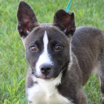 Maira -  Husky Dog for Adoption in Eaton, Ohio - Maira | PetCurious