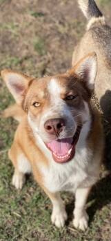 Rescue Siberian Husky and Australian Cattle Dog Blue Heeler Dogs for Adoption in Johnson City, Texas - Ruby | PetCurious
