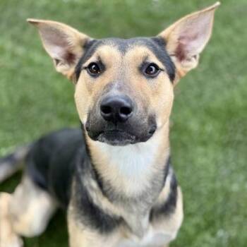 Rescue German Shepherd Dog Dogs for Adoption in Red Bluff, California - Ezra | PetCurious