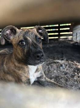 Mixed Breed Dogs Available for Adoption in Savannah, Georgia - John Luke | PetCurious