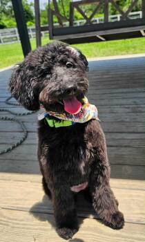 Labradoodle and Poodle Dogs Available for Adoption in Houston, Texas - MILA | PetCurious