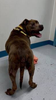 Rescue Pit Bull Terrier Dogs for Adoption in Montgomery, New Jersey - Thurston Howell Ill | PetCurious