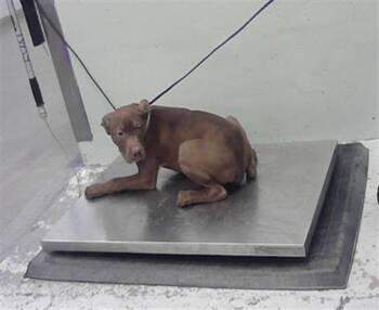 Staffordshire Bull Terrier and Mixed Breed Dogs Available for Adoption - VAUGHN | PetCurious