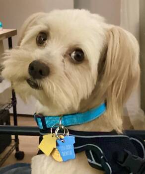 Rolo Collins -  Yorkshire Terrier Dog for Adoption in Plano, Texas - Rolo Collins | PetCurious