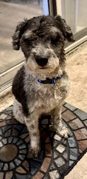 Miniature Poodle Dogs Available for Adoption - Hypoallergenic Mini Poodle Boy Cash  | PetCurious