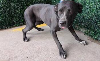 Chanel -  Pit Bull Terrier and Mixed Breed Dog for Adoption in El Paso, Texas - Chanel | PetCurious
