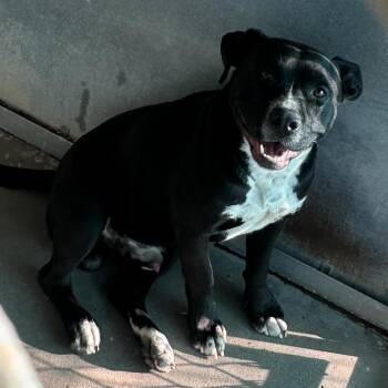 Blanco -  Pit Bull Terrier Dog for Adoption in Edinburg, Texas - Blanco | PetCurious