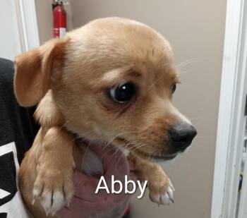 Chihuahua Dogs Available for Adoption in Maynardville, Tennessee - Abby | PetCurious
