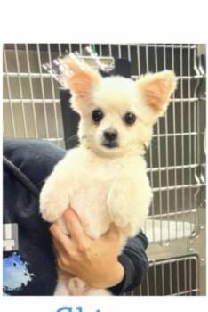 Pomeranian and Chihuahua Dogs Available for Adoption in Copiague, New York - Chive | PetCurious