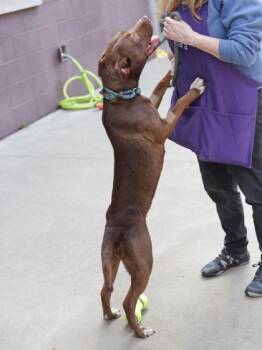 Mixed Breed Dogs Available for Adoption in Chamblee, Georgia - Layla | PetCurious