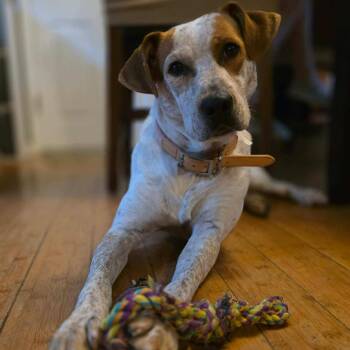 Rescue Redbone Coonhound Dogs for Adoption in Rochester, New York - Red | PetCurious