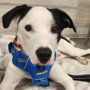 Border Collie and Labrador Retriever Dogs Available for Adoption in Overland Park, Kansas - Bert | PetCurious