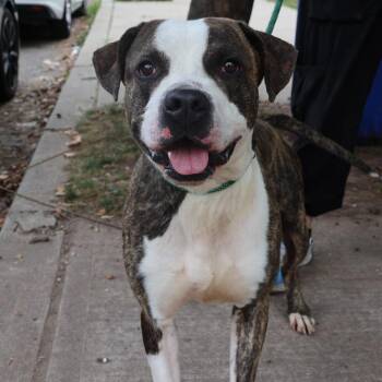 Pit Bull Terrier Dogs Available for Adoption in Newark, New Jersey - Waffle | PetCurious