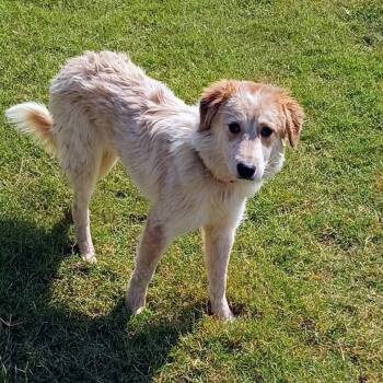 Rescue Great Pyrenees and Cattle Dog Dogs for Adoption in Corsicana, Texas - Barkley D47260 | PetCurious