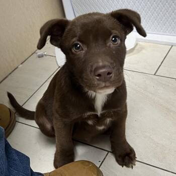 Wayne -  Labrador Retriever Dog for Adoption in Lufkin, Texas - Wayne | PetCurious