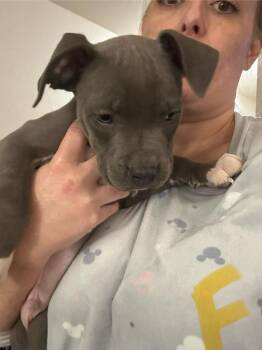 Pit Bull Terrier Dogs Available for Adoption - Fred | PetCurious