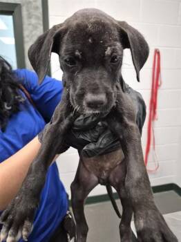 SPIKE -  Labrador Retriever and Mixed Breed Dog for Adoption in Corpus Christi, Texas - SPIKE | PetCurious