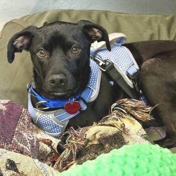 Rescue Mixed Breed Dogs for Adoption in Marshall, Virginia - Buzz | PetCurious