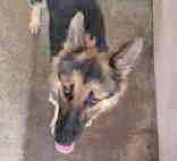 Rescue German Shepherd Dog Dogs for Adoption in Portsmouth, Ohio - Asher | PetCurious