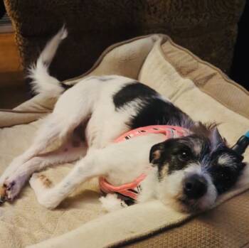 Rescue Terrier Dogs for Adoption in Mundelein, Illinois - Georgie | PetCurious