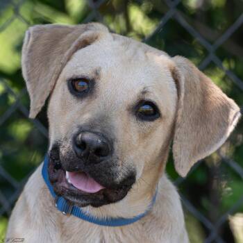 Larry (Coming Soon) -  Labrador Retriever Dog Available for Adoption in Bonifay, Florida - Larry (Coming Soon) | PetCurious