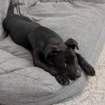 Midnight -  Mixed Breed Dog for Adoption in Park City, Utah - Midnight | PetCurious