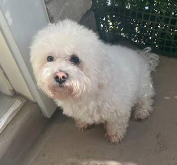 Maltipoo Dogs Available for Adoption in East Brunswick, New Jersey - Hudson | PetCurious